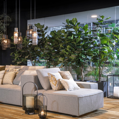 PLANTS